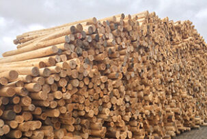 Cedar Posts